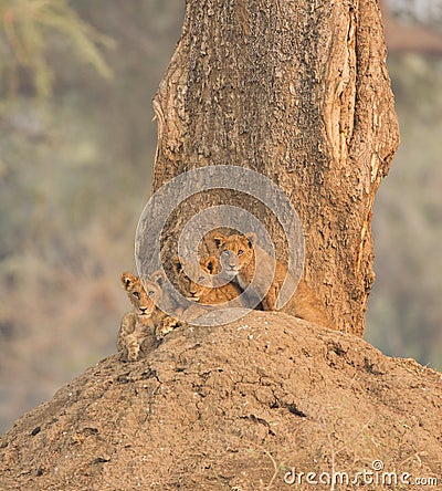 Lion cubs on termite mound Stock Photo