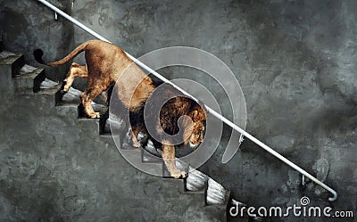 Lion descent Stock Photo