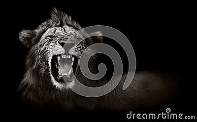 Lion displaying dangerous teeth Stock Photo