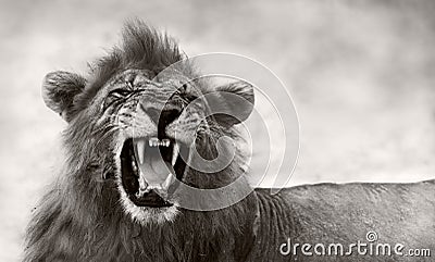 Lion displaying dangerous teeth Stock Photo