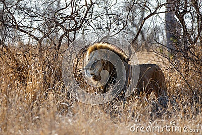 Lion - dominant male walking Stock Photo