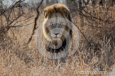 Lion - dominant male walking Stock Photo