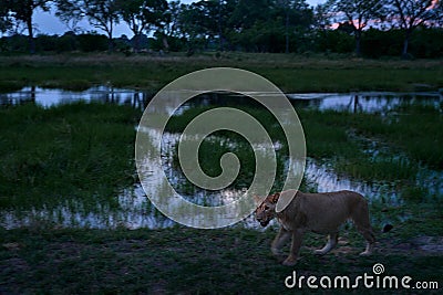 Lion drik water from the pond, Zambia. Close-up detail portrait of danger animal. Wild cat from Africa. Hotd day in nature, Stock Photo