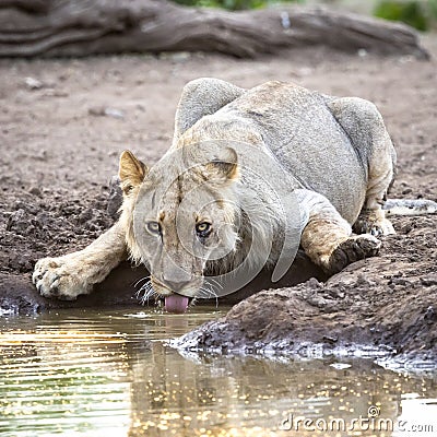 Lion drinking at a waterhole in Botswana Stock Photo