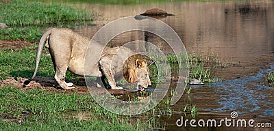 Lion drinks from the banks of the River Stock Photo