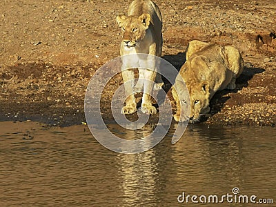 A lion drinks water from the mara river as its companions watch on Stock Photo