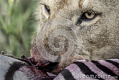 Lion eating zebra in Serengeti National Park Stock Photo