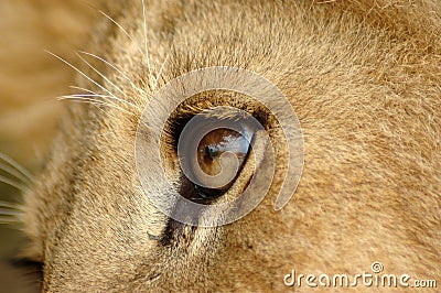 Lion eye Stock Photo