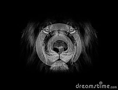 Lion face black and white wallpaper Stock Photo