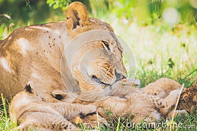 Lion family are cuddling in the grass in Africa. Stock Photo