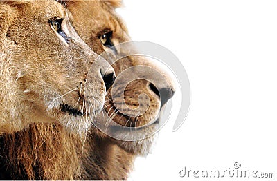Lion family Stock Photo