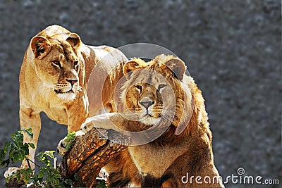 Lion family portrait Stock Photo