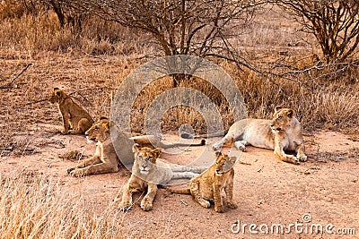 Lion family resting in the grass Stock Photo