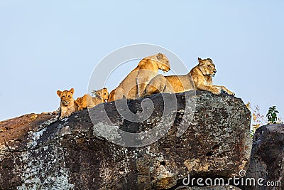 Lion family on rocks Stock Photo