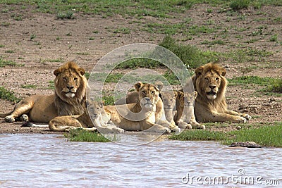 Lion, Family, Serengeti Plains, Tanzania, Africa Stock Photo