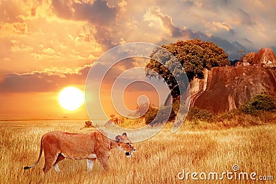 Lion female in the African savanna against the backdrop of beautiful sunset. Serengeti National Park. Tanzania. Africa. Stock Photo