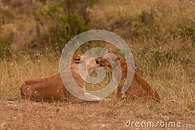 Lion female with baby Stock Photo