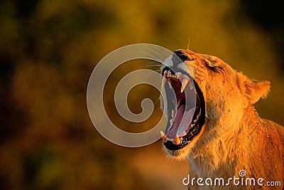 Lion female with open muzzle and big tooth. Beautiful evening sun. African lion, Panthera leo, detail portrait of big animal, even Stock Photo