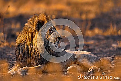 Lion, fire burned destroyed savannah. Animal in fire burnt place, lion lying in the black ash and cinders, Savuti, Chobe NP in Stock Photo