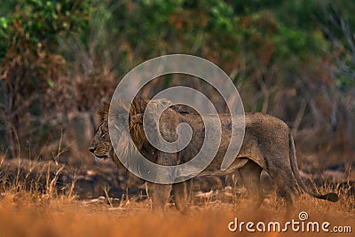 Lion, fire burned destroyed savannah. Animal in fire burnt place, lion lying in the black ash and cinders, Savuti, Chobe NP in Stock Photo