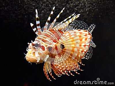 Lion Fish Stock Photo