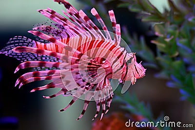 Lion fish Stock Photo