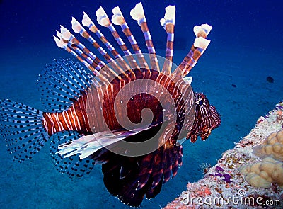 Lion Fish Stock Photo