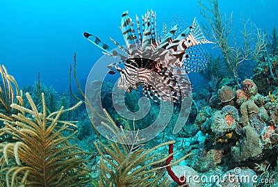 Lion fish Stock Photo