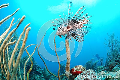 Lion fish and coral reef Stock Photo