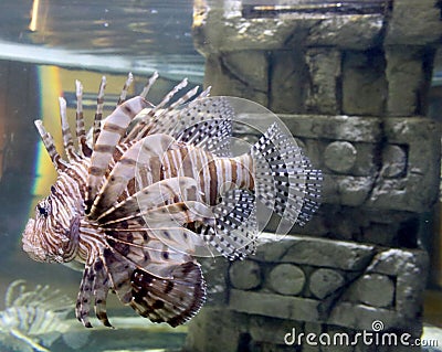 A Lion fish lazily swimming in its tank at the aquarium Stock Photo
