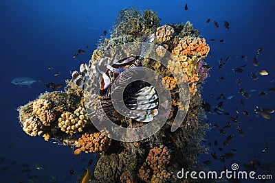 A lion fish with a Red Emperor Snapper fish Stock Photo