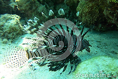 Lion fish in the Red Sea Stock Photo