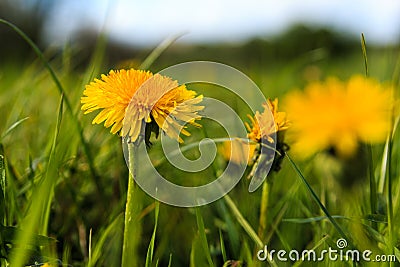 lion flower against green grass Stock Photo