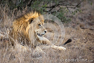 Lion in grass at game reserve safari park Stock Photo