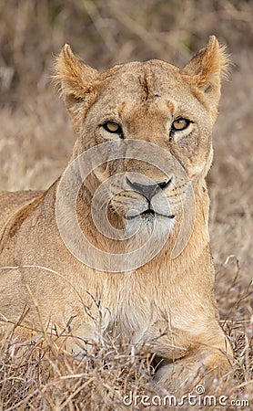 Lion in grasslands on the Masai Mara, Kenya Africa Stock Photo