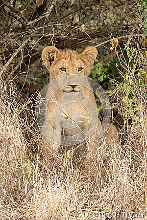 Lion in grasslands on the Masai Mara, Kenya Africa Stock Photo