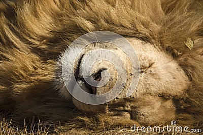 Lion the great African predator resting on the African savannah in South Africa Stock Photo