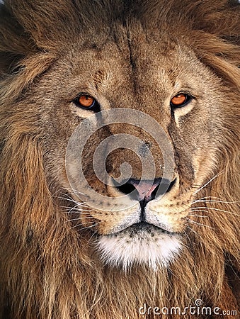 Lion great king portrait Stock Photo