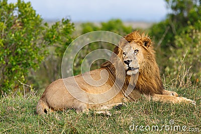 Lion Grimace in Masai Mara Stock Photo