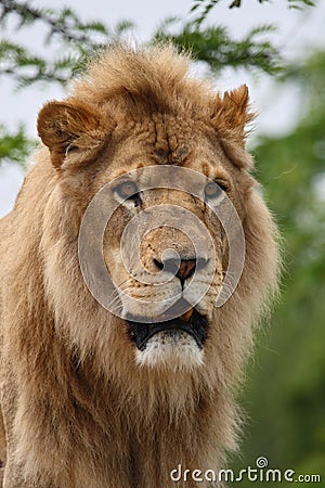 Lion head Stock Photo