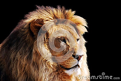 Lion head Stock Photo