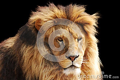 Lion head Stock Photo