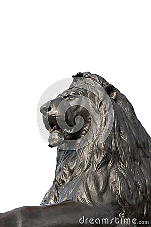 Lion head Stock Photo