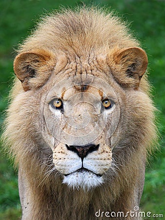 Lion head Stock Photo