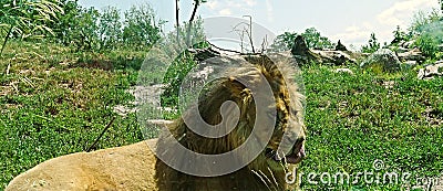 Lion With His Tongue Out Stock Photo