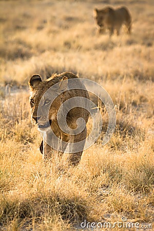 Lion hunting Stock Photo