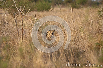 Lion Hunting in Africa - Camouflage Stock Photo