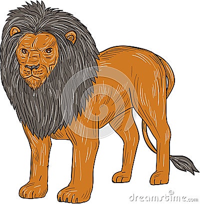 Lion Hunting Surveying Prey Drawing Cartoon Illustration