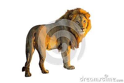 Lion isolated Stock Photo