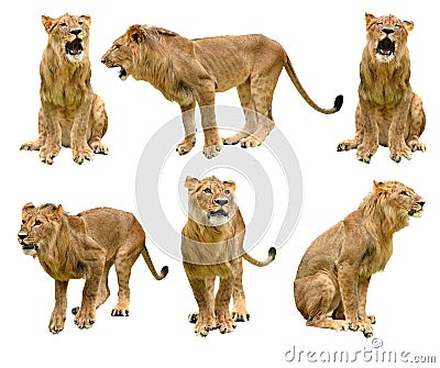 Lion isolated Stock Photo
